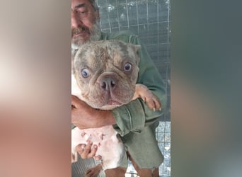Radar, hübsche Merle Französische Bulldogge geb. 03/2025