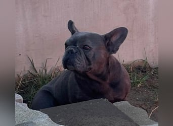 Lili, schüchterne, ängstliche Französische Bulldogge geb. 01/2021