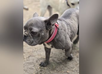 Micella, süße, liebe Französische Bulldogge geb. 04/2024