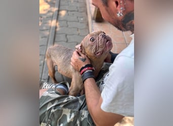 Diamond, freundlicher Französische Bulldoggen Rüde geb. 04/2019