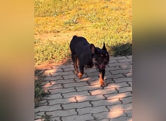 Star, fröhliche Französische Bulldogge geb. 09/2022