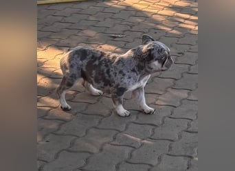 Gina, bildhübsche Französische Bulldogge geb. 01/2023
