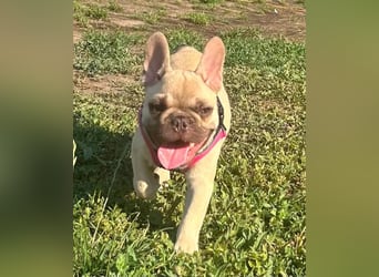 Carlo, fröhlicher Französisch Bulldoggen Welpe geb. 04/2026