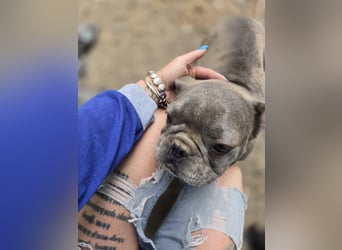 Micella, süße, liebe Französische Bulldogge geb. 04/2024