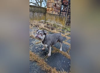 Mimi, tolle Französische Bulldogge geb. 2022