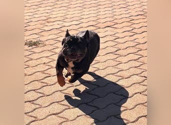 Star, fröhliche Französische Bulldogge geb. 09/2022