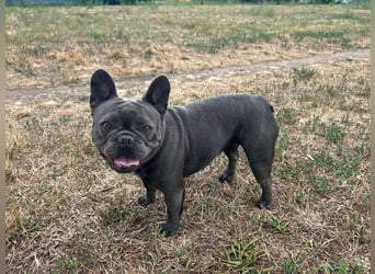 Elli, fröhliche, verspielte Französische Bulldogge geb 01/2025
