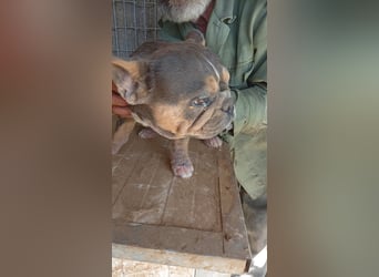 Kolbasz, freundliche Französische Bulldogge geb. 06/2025