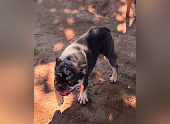 Silver, gut gelaunte Französische Bulldogge geb. 06/2021