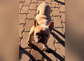 Pearl, freundliche, aufgeschlossene Französische Bulldogge geb. 05/2020