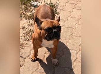 Aura, liebe, etwas schüchterne Französische Bulldogge geb. 06/2021