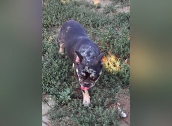 Silver, gut gelaunte Französische Bulldogge geb. 06/2021