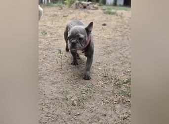 Micella, süße, liebe Französische Bulldogge geb. 04/2024
