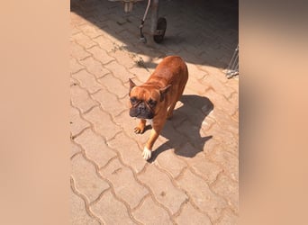 Aura, liebe, etwas schüchterne Französische Bulldogge geb. 06/2021