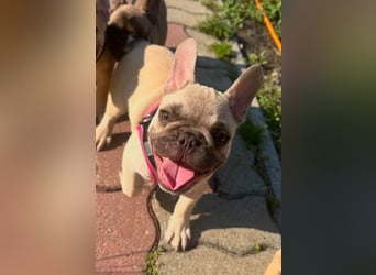 Carlo, fröhlicher Französisch Bulldoggen Welpe geb. 04/2026