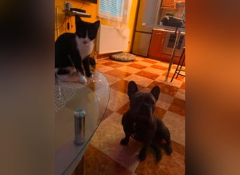 Elli, fröhliche, verspielte Französische Bulldogge geb 01/2025