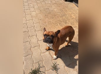 Aura, liebe, etwas schüchterne Französische Bulldogge geb. 06/2021