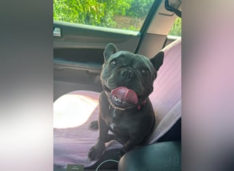 Elli, fröhliche, verspielte Französische Bulldogge geb 01/2025