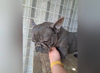 Csufi, kinderliebe Französische Bulldogge geb. 03/2021