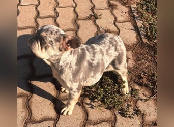 Gina, bildhübsche Französische Bulldogge geb. 01/2023