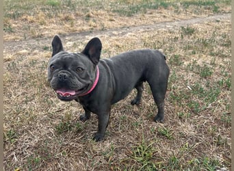 Elli, fröhliche, verspielte Französische Bulldogge geb 01/2025