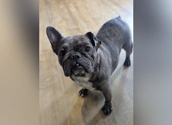 Irina, fröhliche Französische Bulldogge geb. 07/2021