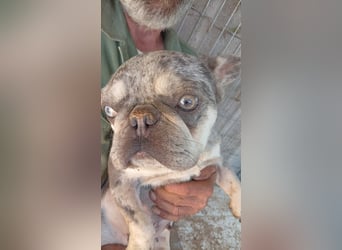 Gina, bildhübsche Französische Bulldogge geb. 01/2023