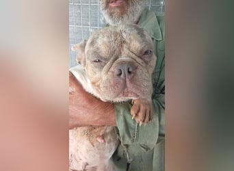Radar, hübsche Merle Französische Bulldogge geb. 03/2025