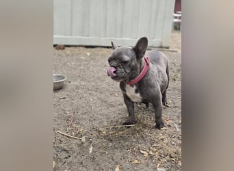 Micella, süße, liebe Französische Bulldogge geb. 04/2024