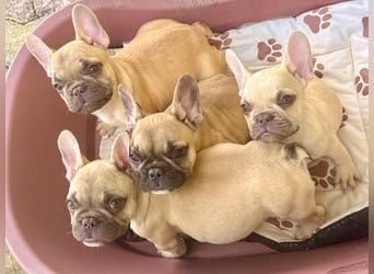Charles, süßer Französisch Bulldoggen Welpe geb. 04/2026