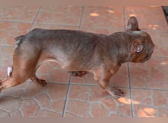 Diamond, freundlicher Französische Bulldoggen Rüde geb. 04/2019