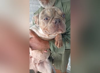 Radar, hübsche Merle Französische Bulldogge geb. 03/2025