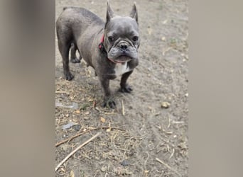 Micella, süße, liebe Französische Bulldogge geb. 04/2024