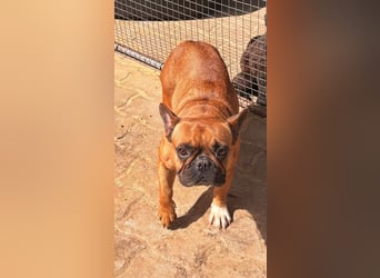 Aura, liebe, etwas schüchterne Französische Bulldogge geb. 06/2021