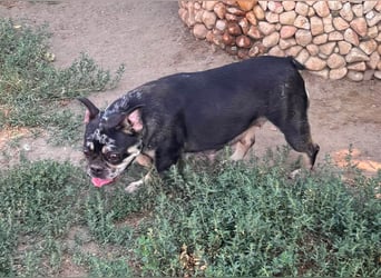 Silver, gut gelaunte Französische Bulldogge geb. 06/2021