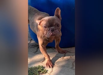 Diamond, freundlicher Französische Bulldoggen Rüde geb. 04/2019