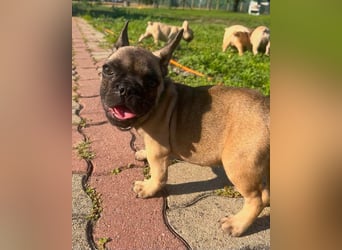 Charles, süßer Französisch Bulldoggen Welpe geb. 04/2026