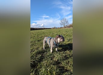 Mimi, tolle Französische Bulldogge geb. 2022