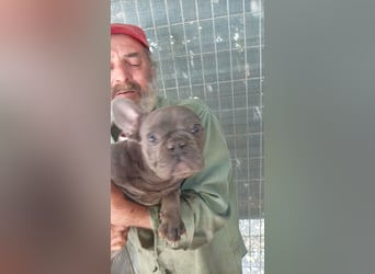 Chaplin, junger Französische Bulldoggen Rüde geb.03/2025
