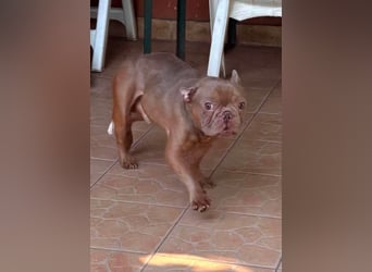 Diamond, freundlicher Französische Bulldoggen Rüde geb. 04/2019