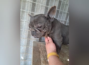 Csufi, kinderliebe Französische Bulldogge geb. 03/2021