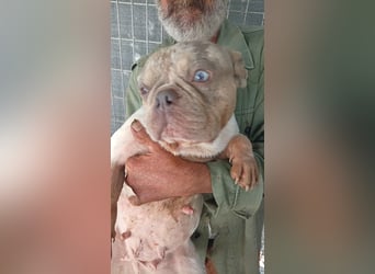 Radar, hübsche Merle Französische Bulldogge geb. 03/2025