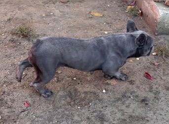 Lili, schüchterne, ängstliche Französische Bulldogge geb. 01/2021