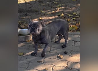 Lili, schüchterne, ängstliche Französische Bulldogge geb. 01/2021