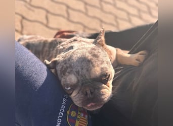 Gina, bildhübsche Französische Bulldogge geb. 01/2023