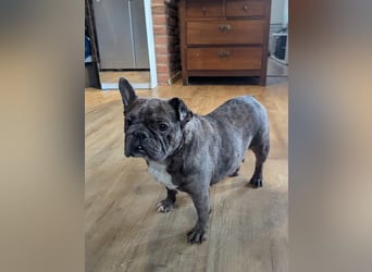 Irina, fröhliche Französische Bulldogge geb. 07/2021