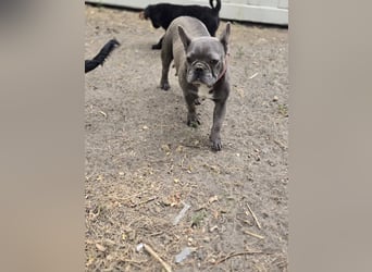 Micella, süße, liebe Französische Bulldogge geb. 04/2024