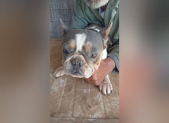Virsli, freundliche Französische Bulldogge geb. 06/2025