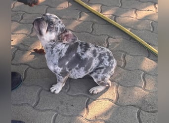 Gina, bildhübsche Französische Bulldogge geb. 01/2023