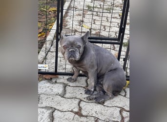 Lili, schüchterne, ängstliche Französische Bulldogge geb. 01/2021
